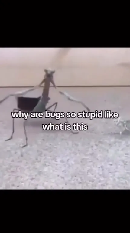 Bug Fights a Mystery Object