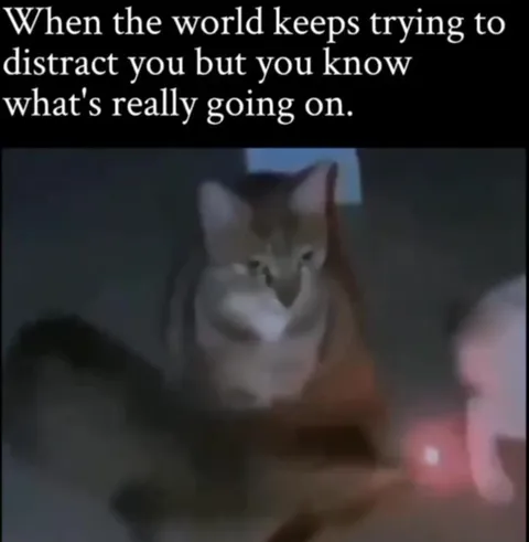 Cat Knows What's Really Going On