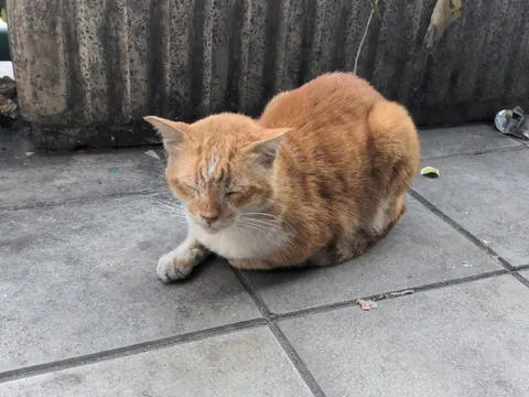 Уставший рыжий кот на улице