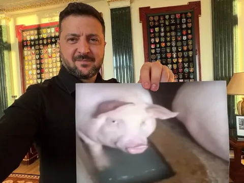 Зеленский показывает свинью