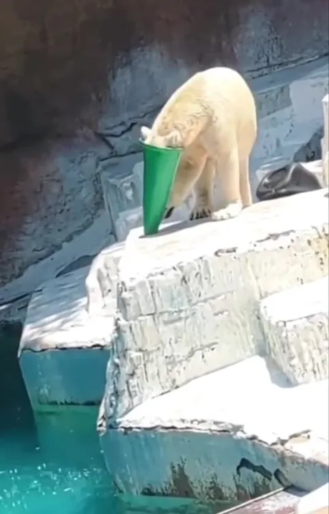 Белый медведь ныряет с ведром