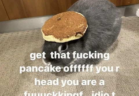Rabbit With Pancake on Head