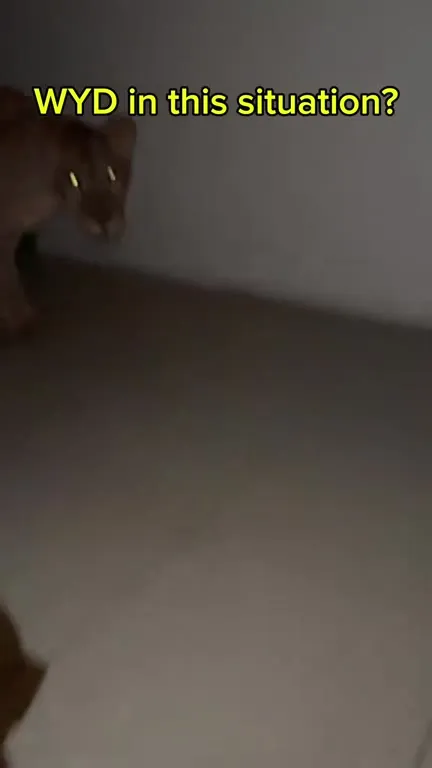 What Would You Do With a Lion