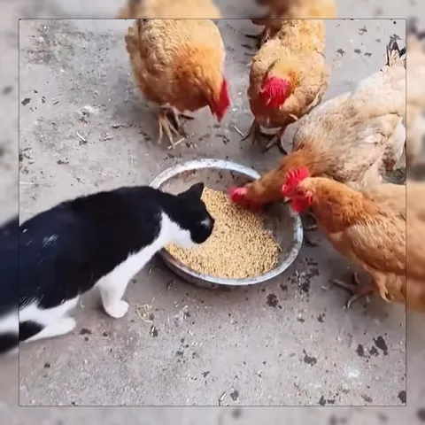 Кот пришёл на обед к курам
