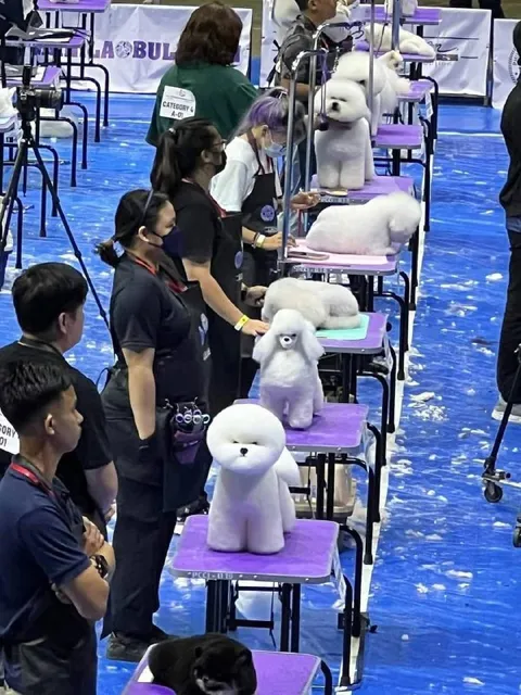 Poodles Waiting in Line