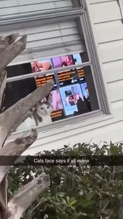 Cat’s Face Says It All