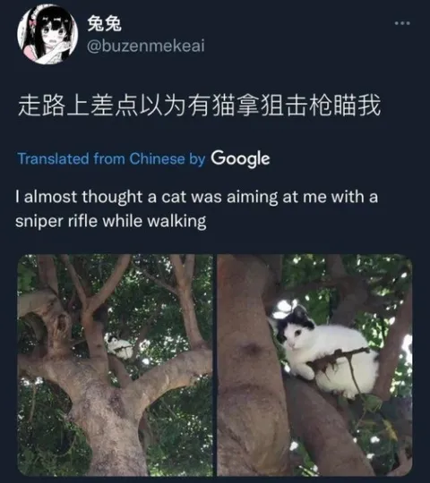 树上像狙击枪的猫