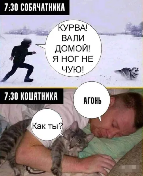 Собачатник против кошатника