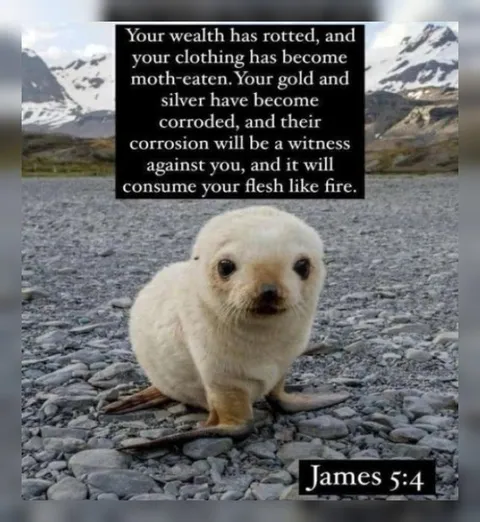 Baby Seal Delivers Biblical Judgment