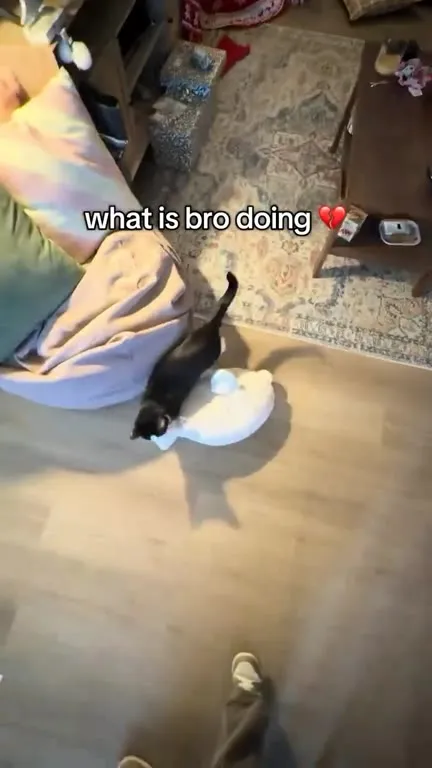 Cat Riding a White Plush Toy