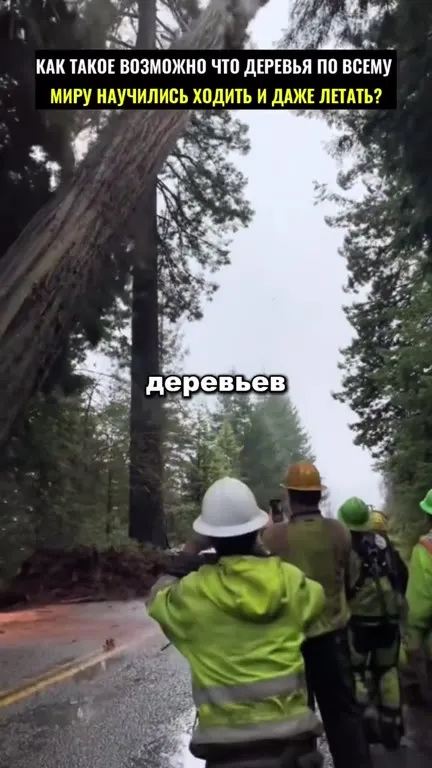 Деревья научились ходить и летать