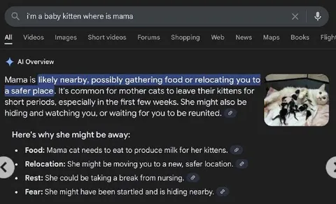 AI Overview Finds Mama Cat