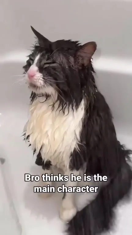 Wet Cat Main Character