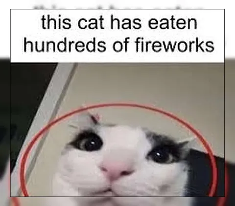Cat Has Eaten Fireworks
