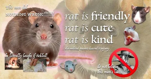 Rat Is Friendly Cute Kind