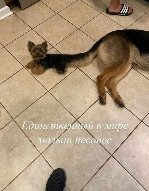 Единственный в мире малыш песопес