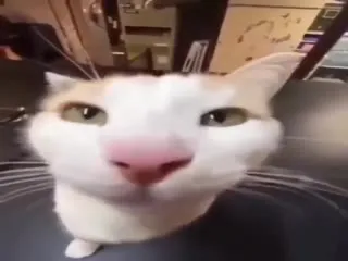 Кот поёт оперу