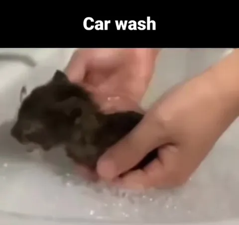 Kitten Gets a Car Wash