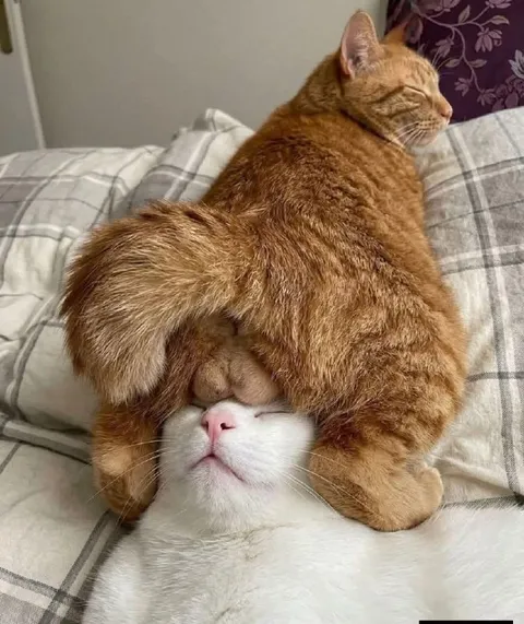 Рыжий кот оседлал белого кота