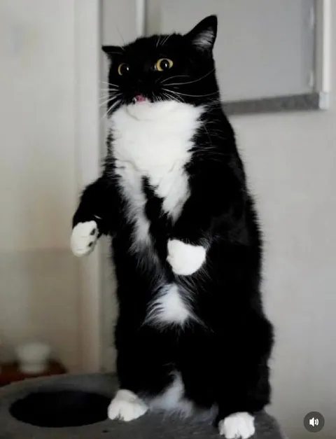 Кот стоит на задних лапах
