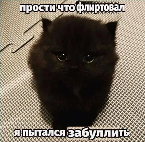 Кот не смог забыть флирт