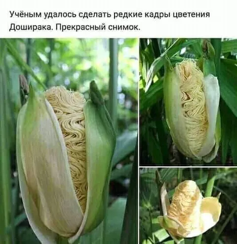 Цветение Доширака в початке