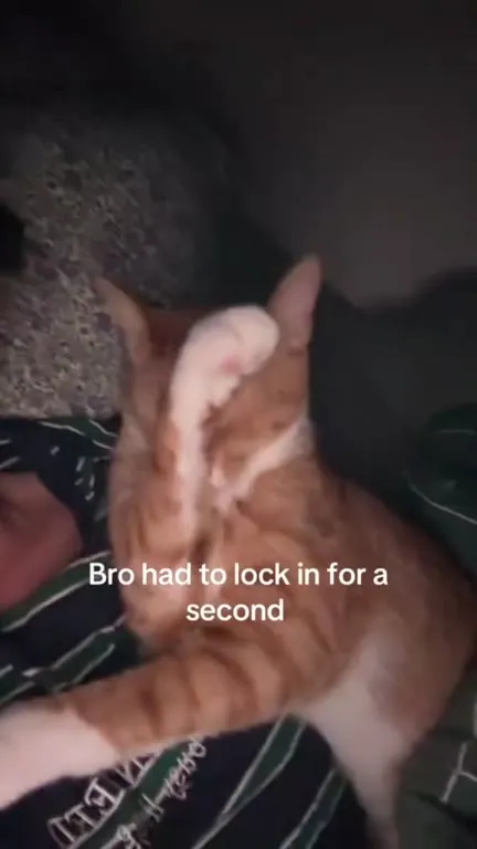 Cat Locks In for a Second