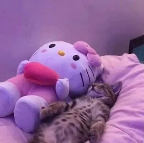 Котёнок спит с Hello Kitty