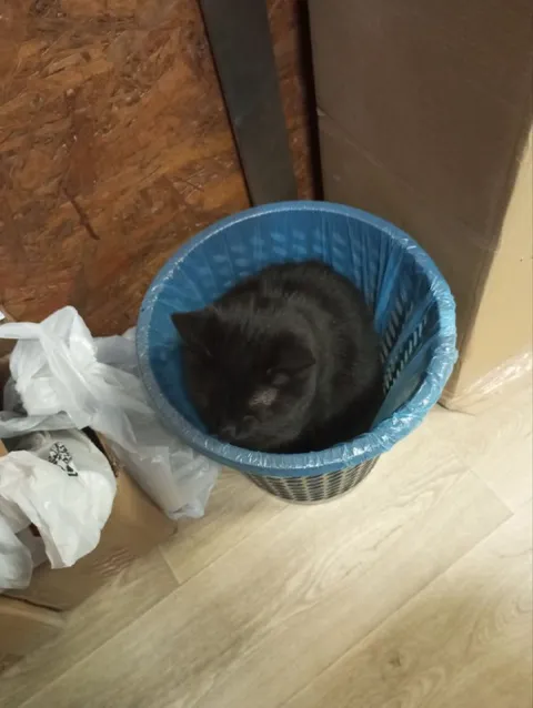 Кот уснул в мусорке
