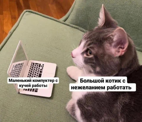 Маленький компьютер и большой котик