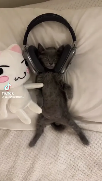 Котёнок кайфует под музыку