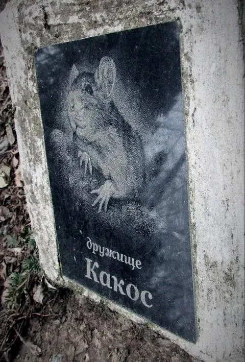 Дружище Кактос на могиле