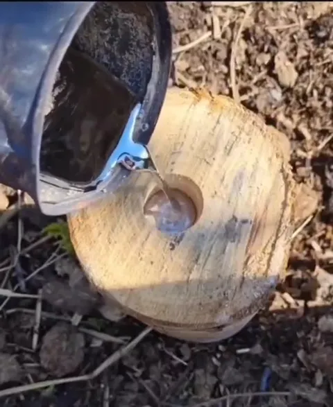 Кот в шапочке из фольги