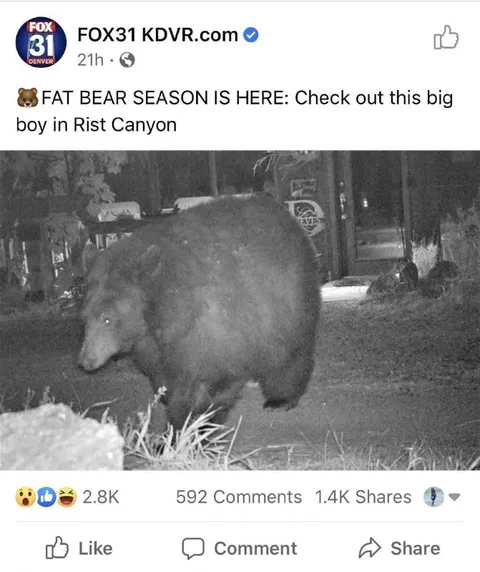 Fat Bear Season Is Here