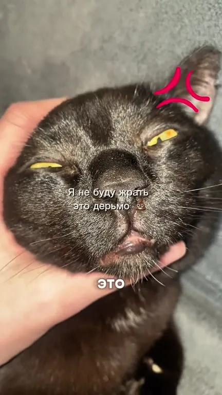 Кот отказался от корма