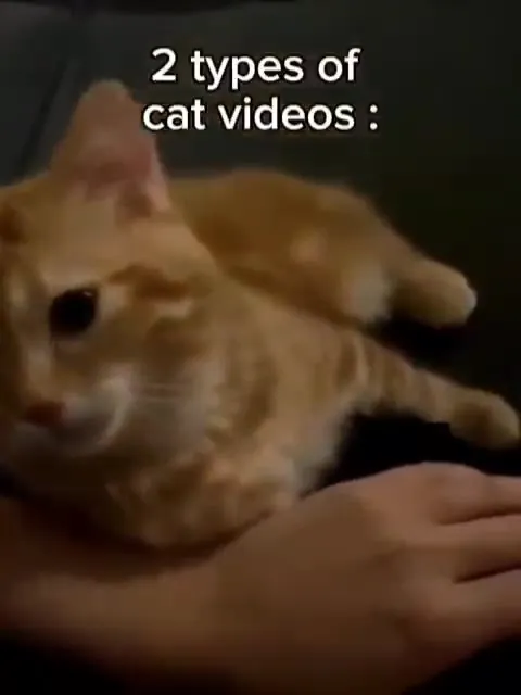Two Types of Cat Videos