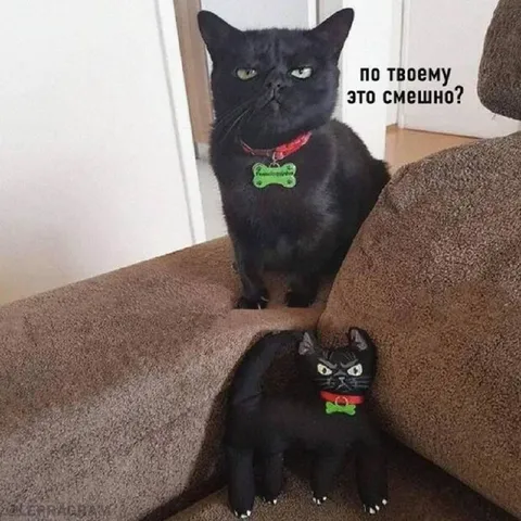 По-твоему это смешно?