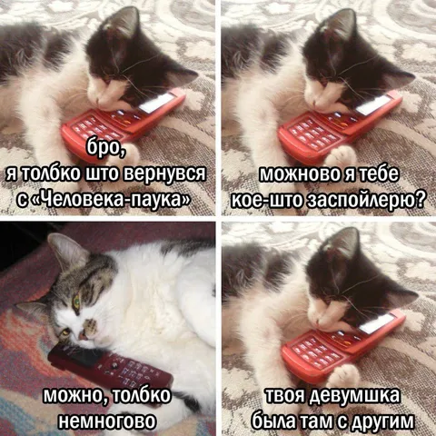 Кот спойлерит про девушку