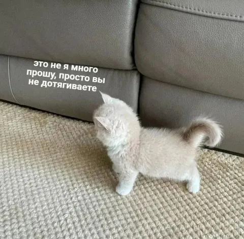Котёнок с завышенными требованиями