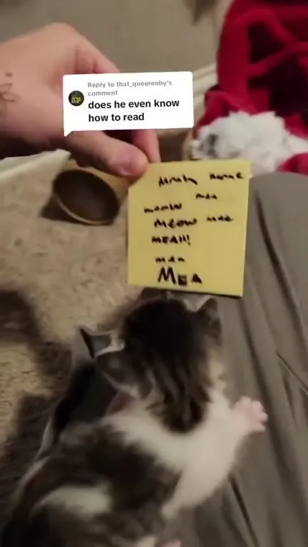 Kitten Tries to Read a Note