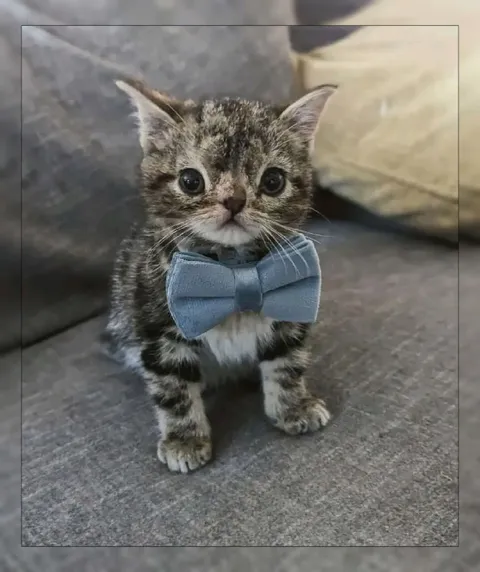 Котёнок в голубом галстуке-бабочке