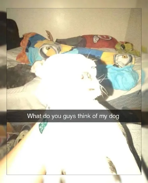 What Do You Guys Think of My Dog