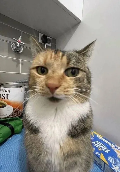 Серьёзный кот на кухне