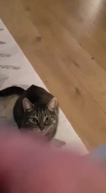Кот ждёт угощение