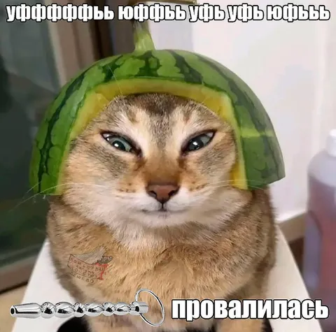 Кот в арбузной корке
