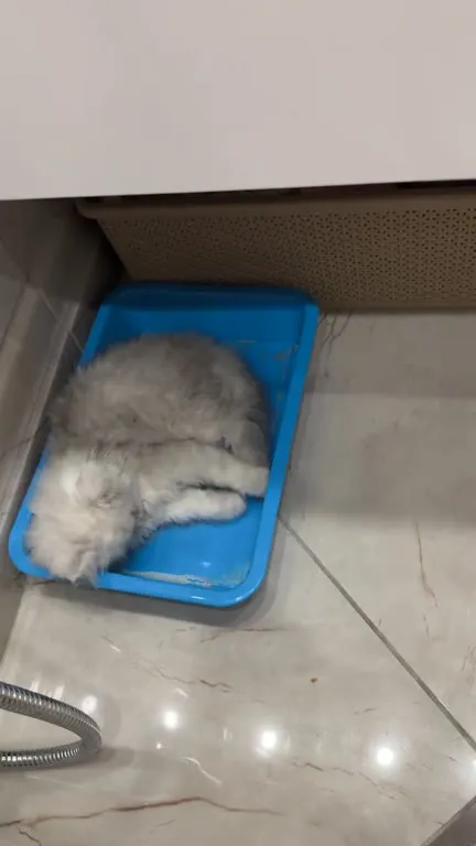 Котёнок не помещается в лоток