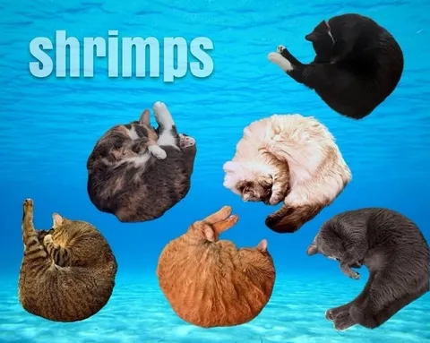Shrimps Swimming Like Cats