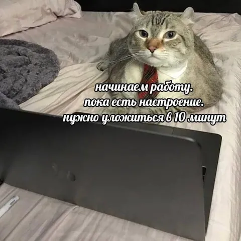 Кот работает по настроению
