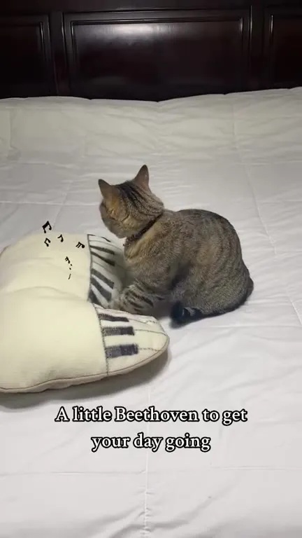Cat Plays Beethoven on Pillow