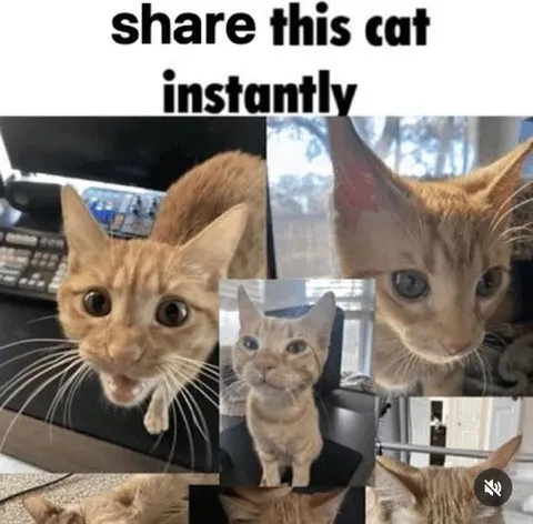 Share This Cat Instantly